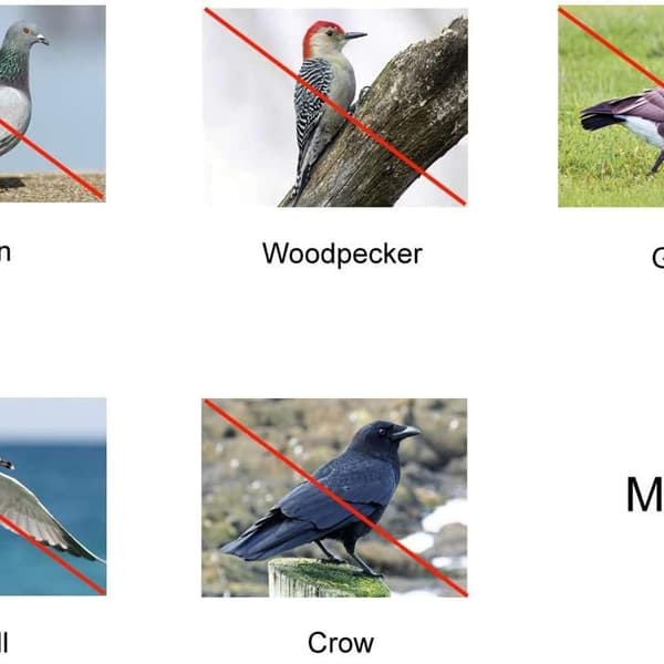 Large 24-pack - highly reflective double-sided bird scarer