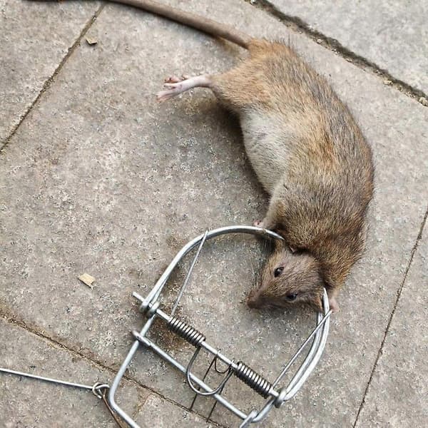 Classic Mousetraps Effective Rat Trap Clips Mechanical Catch and Kill