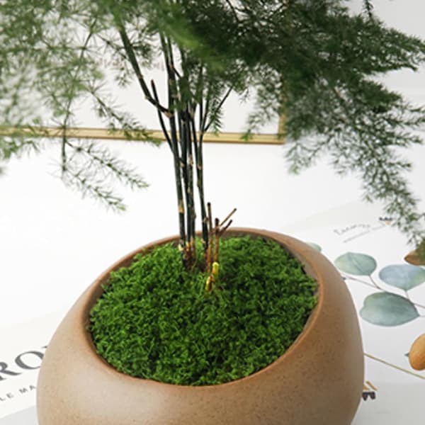 [LLC] Artificial Moss 50g Plastic Artificial Moss Realistic Look Artificial Moss Natural Artificial Green Lichen Plants for Plant Pot Cr