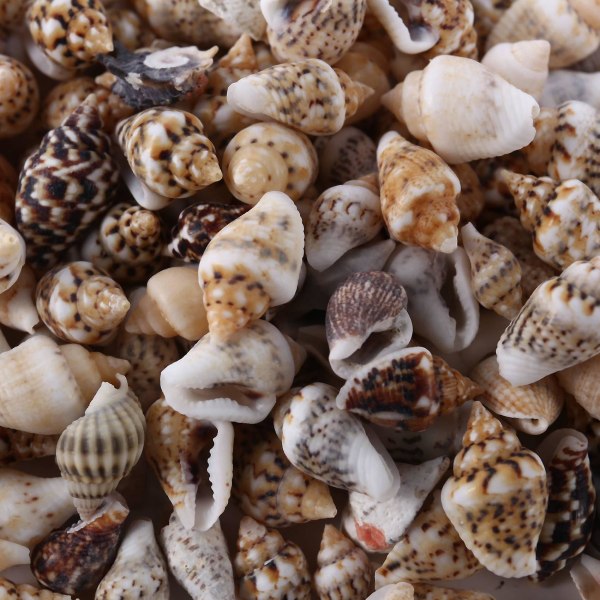 Noin 1300-1500 pientä merikuorta Ocean Beach spiraalisia simpukankuoria käsityökoruja 7-12mm kynttilänvalmistukseen, h