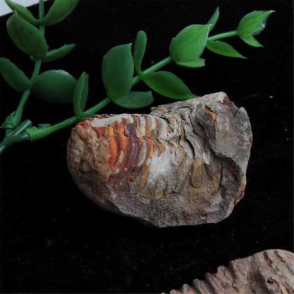 1 stk. Flexicalymene Marokkanske Trilobitter Fossil 8-9 cm Marokko