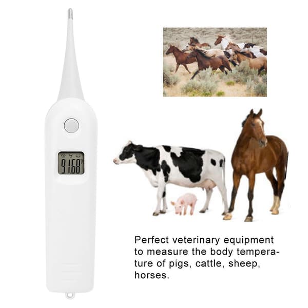 Veterinær Elektronisk Termometer til Svin Kvæg Får Temperaturtester til Husdyr