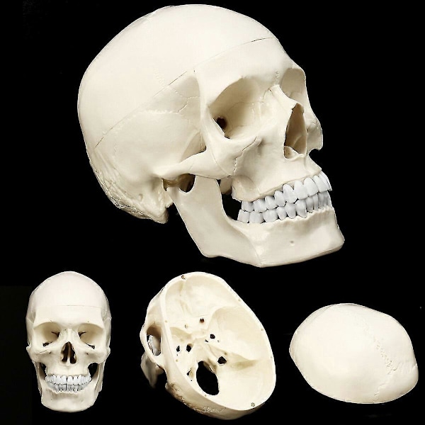 Människoskalle i naturlig storlek, anatomisk modell i resin för undervisning