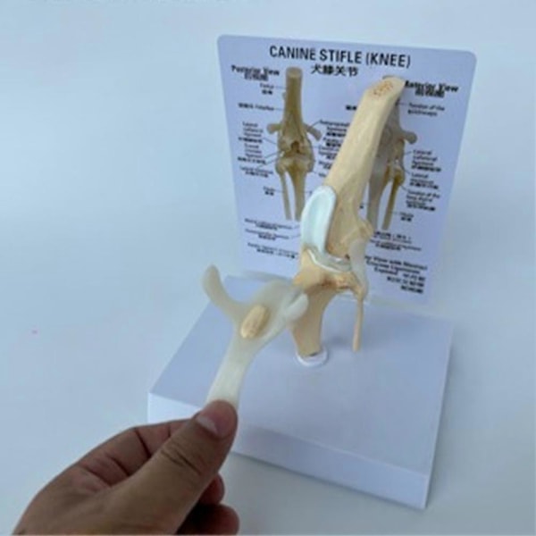 Hunde Kneleddmodell - Anatomisk Modell av Hundeskjelett