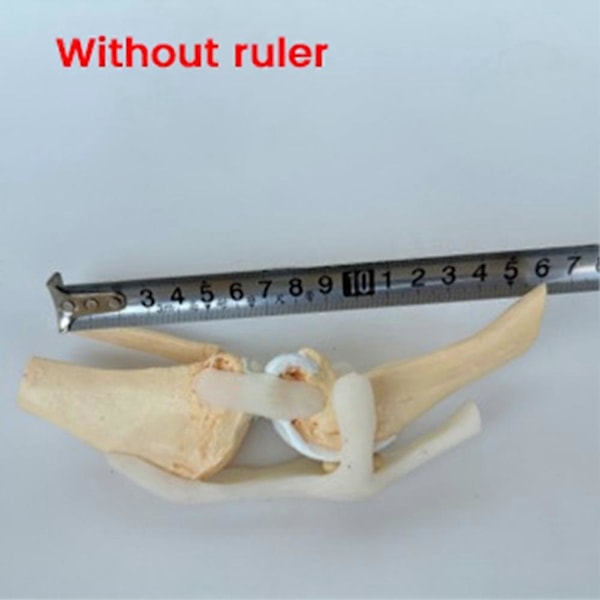 Hunde Kneleddmodell - Anatomisk Modell av Hundeskjelett
