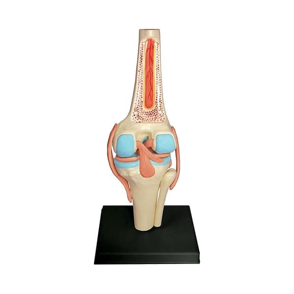 Medisinsk Torso Menneskekroppsmodell Utdanning Kneledd Organer Modell for Studentundervisning Studie Assembl