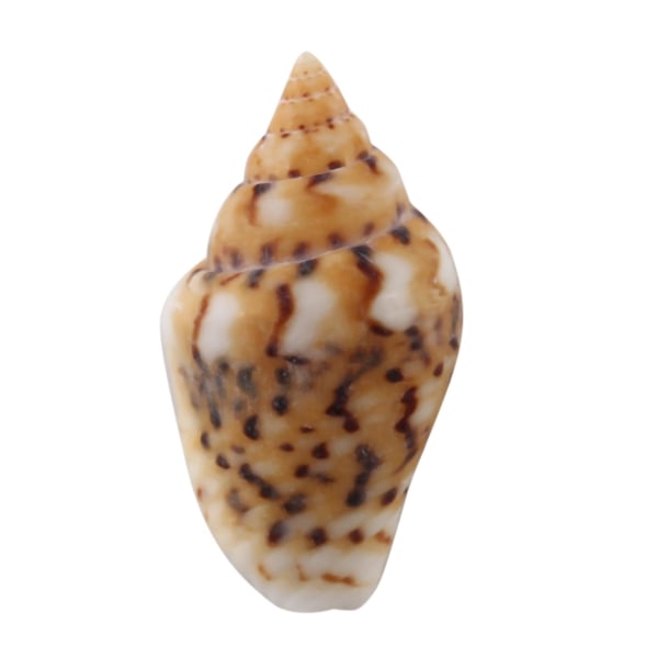 Cirka 1300-1500 Tiny Sea Shell Ocean Beach Spiral Seashells Hantverksberlocker 7-12mm för ljustillverkning,h
