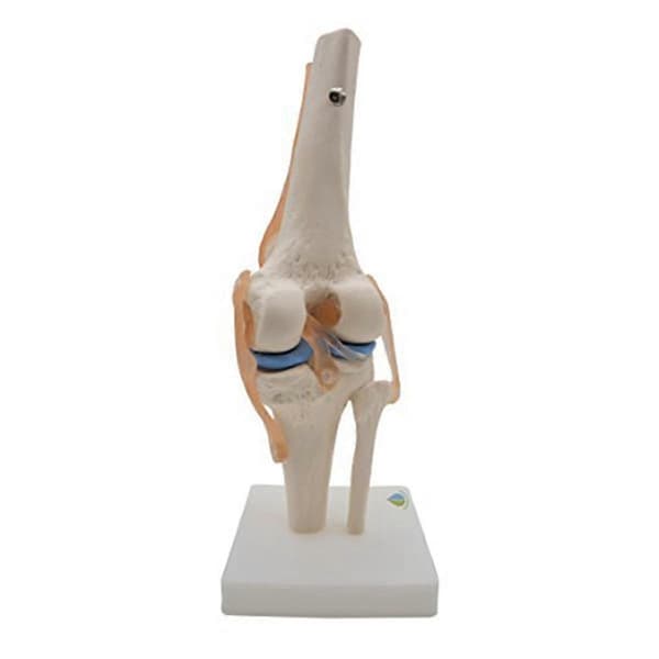 Anatomisk knäled med ligamentmodell, naturlig storlek