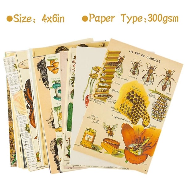 50 stk vintage botanisk tarot æstetisk væg collagesæt & fauna insekter Illustration kunstplakater C
