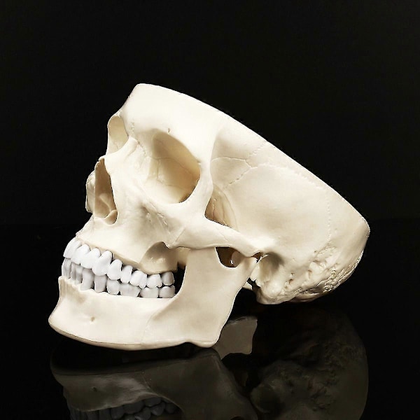 Människoskalle i naturlig storlek, anatomisk modell i resin för undervisning