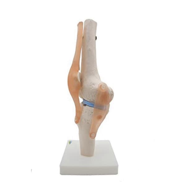 Anatomisk knæled med ligamenter model, naturlig størrelse