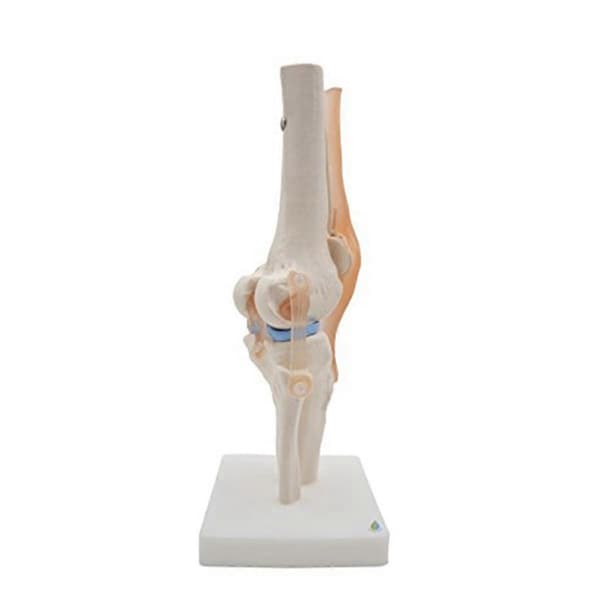Anatomisk knæled med ligamenter model, naturlig størrelse
