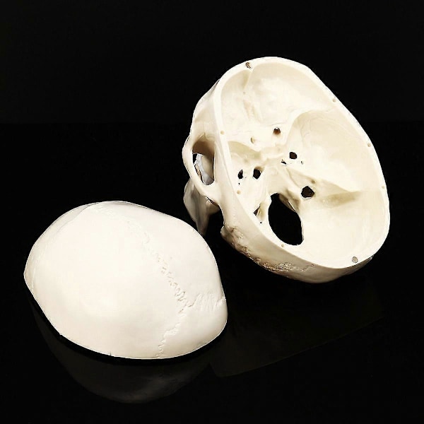 Människoskalle i naturlig storlek, anatomisk modell i resin för undervisning