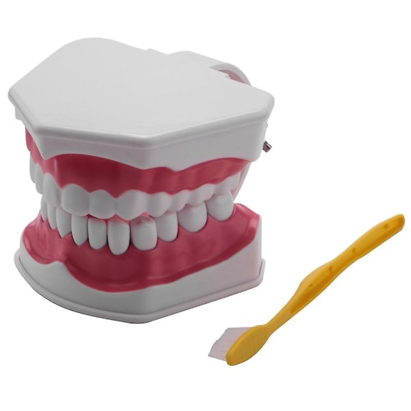 Tandmodel Børstning Tandtråd Øvelse Tænder Typodonter Mode Gingiva Synlig Anatomisk Demonstration