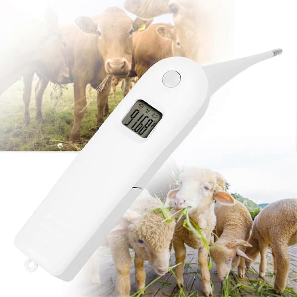 Veterinær Elektronisk Termometer til Svin Kvæg Får Temperaturtester til Husdyr
