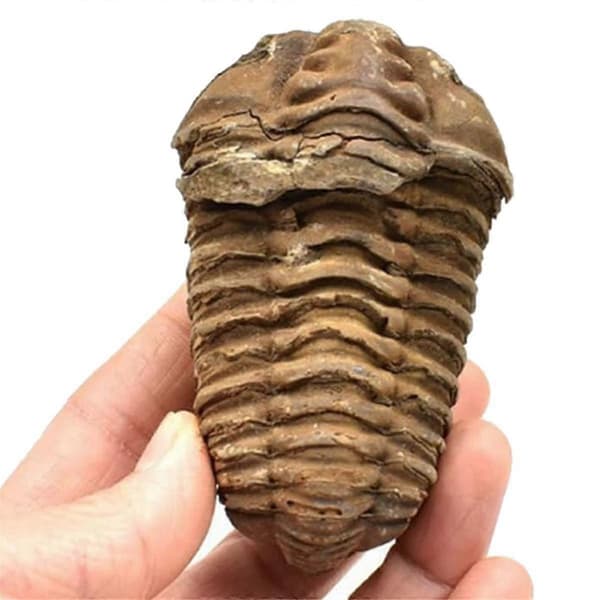 1 st Flexicalymene Marockansk Trilobit Fossil 8-9cm Marocko