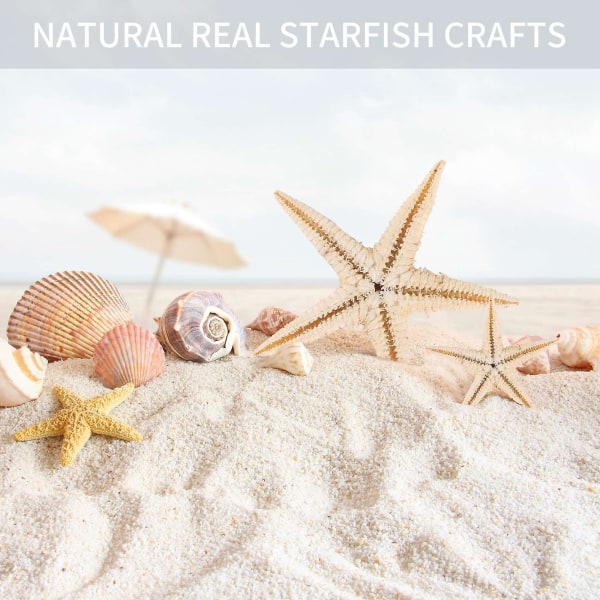 Liten sjöstjärna Star Sea Shell Beach Craft 0,4 tum-1,2 tum 90 st