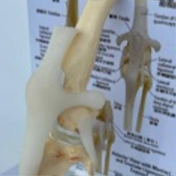 Hunde Kneleddmodell - Anatomisk Modell av Hundeskjelett