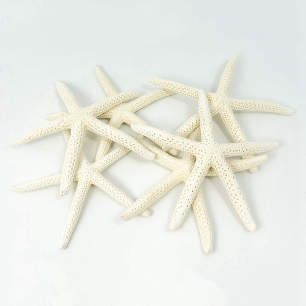 24 kpl White Finger Starfish 5-10cm Koristeellinen viiden sormen meritähti