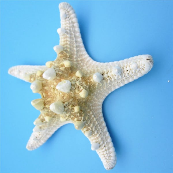 10 kpl/erä Askartelut Valkoinen Leipä Sea Shell Meritähti, Muoti Kodin koristeelliset käsityöt
