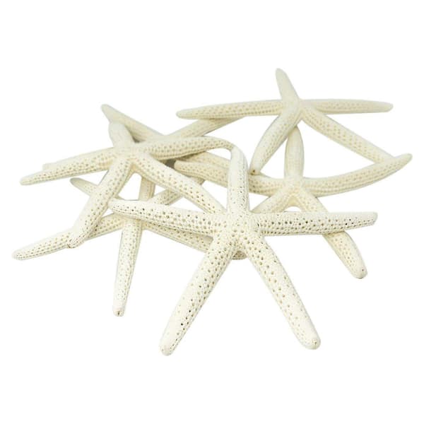 12 stk Hvite Finger Sjøstjerner 5-10cm Dekorative fem-finger sjøstjerner