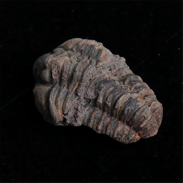 1 st Flexicalymene Marockansk Trilobit Fossil 8-9cm Marocko