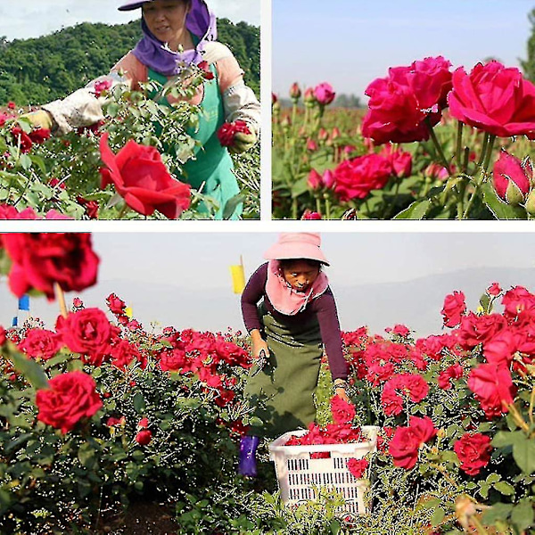 300g Naturlige Tørrede Roseblade Ægte Blomst Tørre Røde Blade Til Fodbad Kroppen