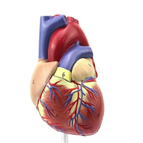 Menneskelig hjertemodell - 2-delt Deluxe Livsstor Replika av Menneskelig Hjerte med 34 Anatomiske Strukturer - Holdes Sammen med Magneter