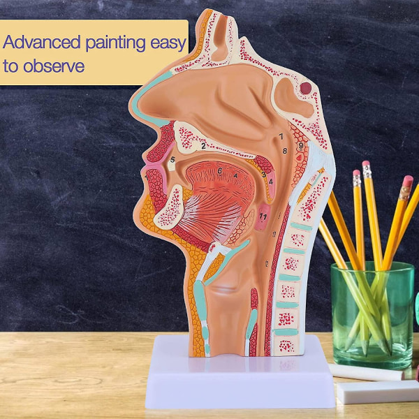 Nasalhåla Hals Anatomi Modell Mänsklig Anatomisk Svalg Struphuvud Modell för Studenter Studie Display Undervisning