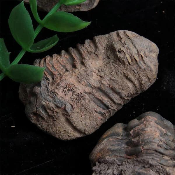 1 st Flexicalymene Marockansk Trilobit Fossil 8-9cm Marocko
