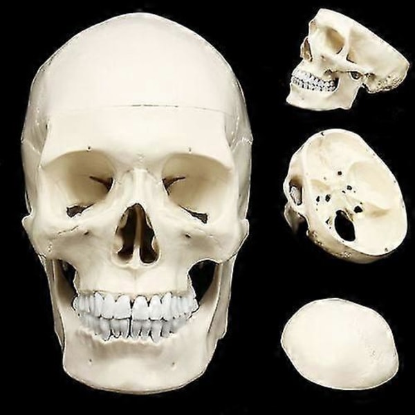 Människoskalle i naturlig storlek, anatomisk modell i resin för undervisning