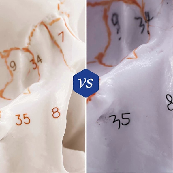 Anatomisk menneskeskallemodell, 3-delt, nummerert, naturlig størrelse