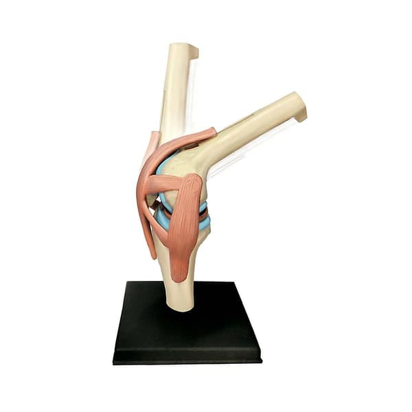 Medicinsk Torso Menneskekrop Model Undervisning Knæled Organer Model til Studerende Undervisning Studie Samling