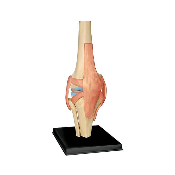 Medisinsk Torso Menneskekroppsmodell Utdanning Kneledd Organer Modell for Studentundervisning Studie Assembl