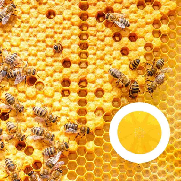 5 stk Fluktdisker Runde 8 Veier Solid Prime Slitesterk Bikube Hive Dør For Birkjøper