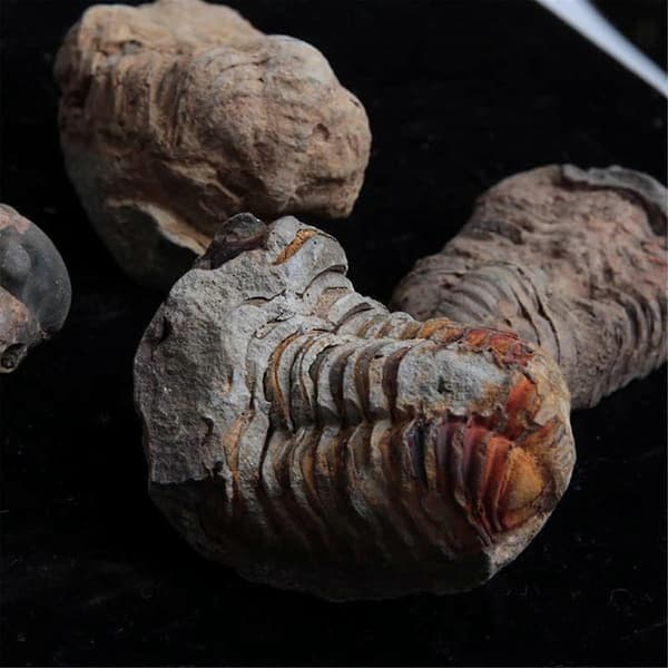 1 st Flexicalymene Marockansk Trilobit Fossil 8-9cm Marocko