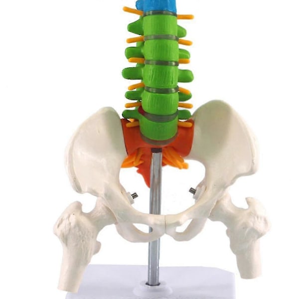 Människostor Ryggrad med Bäcken Femur 45cm - Färgad Flexibel Ryggradsmodell med Ställ