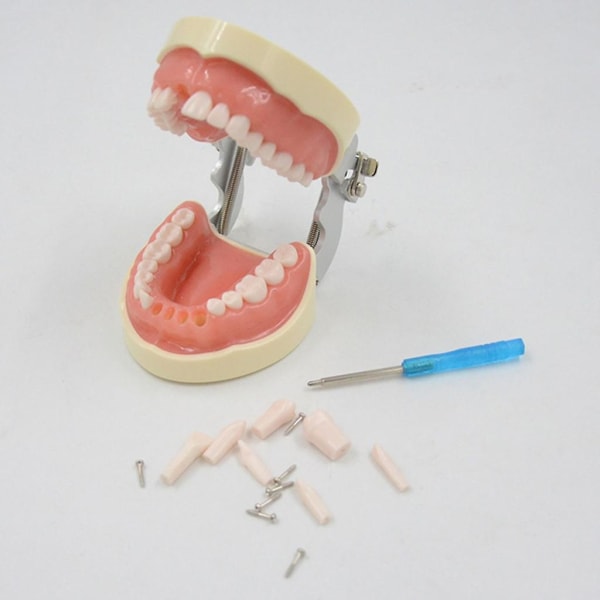 32 Dental Typodont Teeth Model Avtakbar tannmodell Undervisningsstudie Typodont