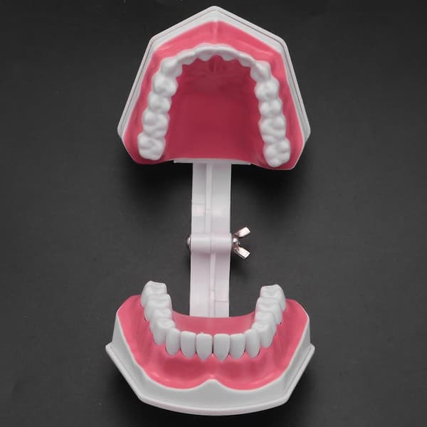 Tannmodell Børsting Tanntråd Øvelse Tenner Typodonter Mode Gingiva Synlig Anatomisk Demonstrasjon