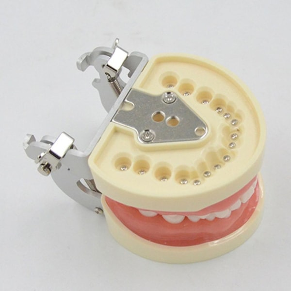 32 Dental Typodont Teeth Model Avtakbar tannmodell Undervisningsstudie Typodont