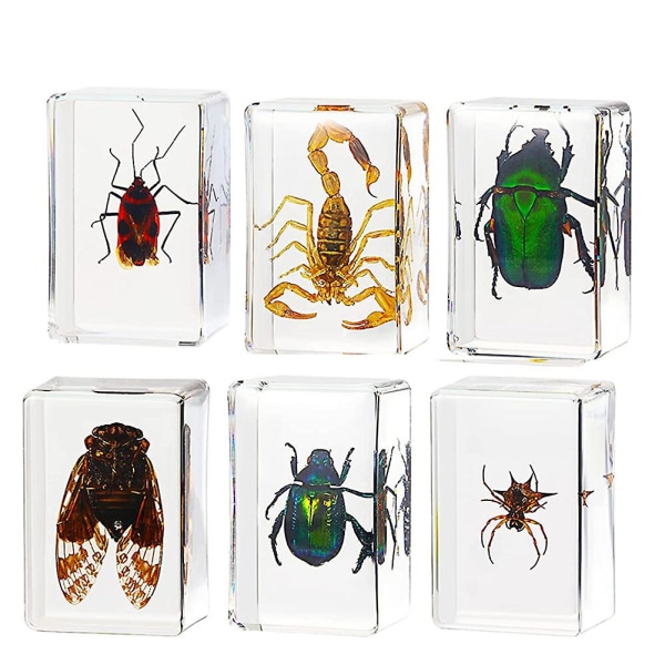 6-pack Insect Resin Specimen Cicada Collection Paperweight Arachnid Resin Specimen Different Insect