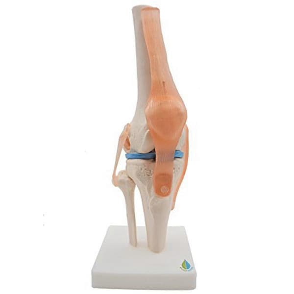Anatomisk knæled med ligamenter model, naturlig størrelse