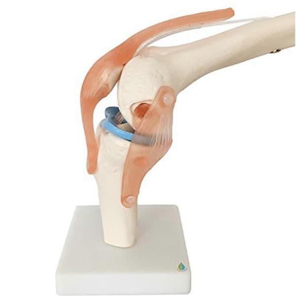 Anatomisk knæled med ligamenter model, naturlig størrelse