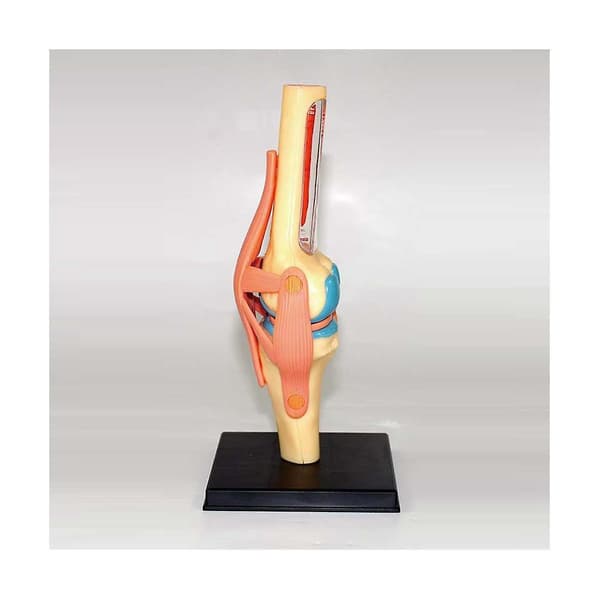 Medisinsk Torso Menneskekroppsmodell Utdanning Kneledd Organer Modell for Studentundervisning Studie Assembl
