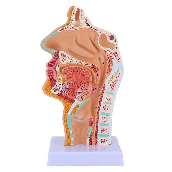 Nesehule Hals Anatomi modell Menneskelig anatomisk svelg Larynx modell for studenter Studie Utstilling Undervisning