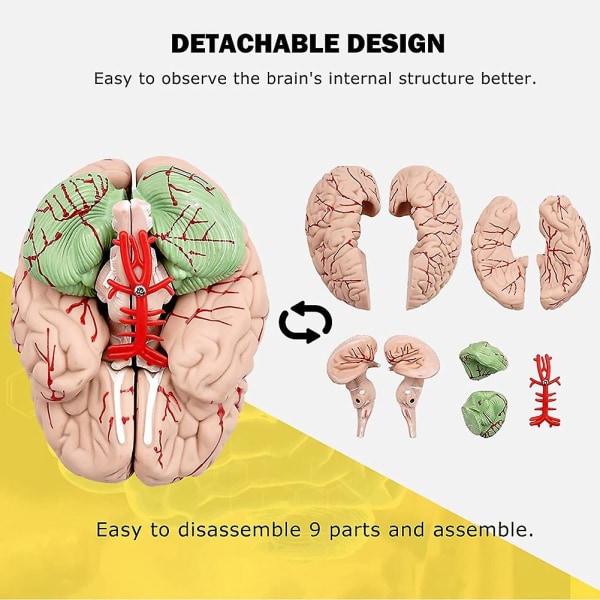 Modell av menneskelig hjerne, Livsstor anatomisk modell av menneskelig hjerne med displaybase, for vitenskapelig klasseromstudie og undervisningsvisning B