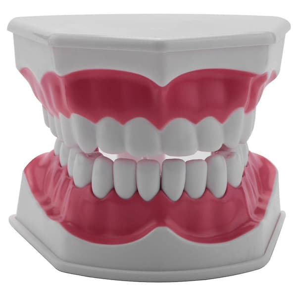 Tandmodell Borstning Tandtråd Övning Tänder Typodonts Modell Gingiva Synlig Anatomisk Demonstration