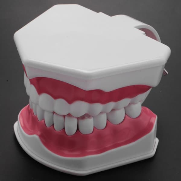 Tandmodell Borstning Tandtråd Övning Tänder Typodonts Modell Gingiva Synlig Anatomisk Demonstration