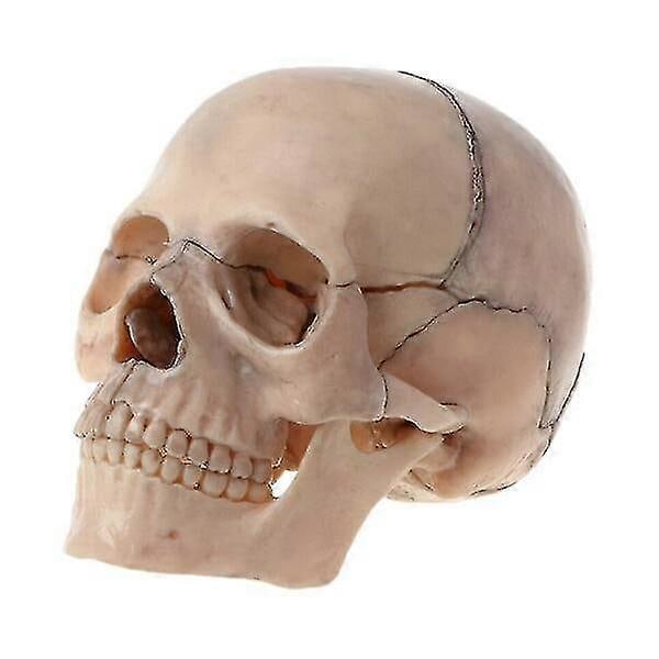4d adskilt farve kranie anatomisk model