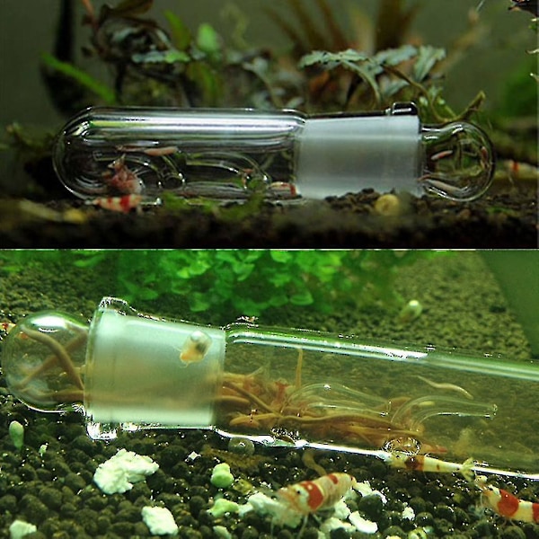 Glas Planaria Fälla Iglar Fångare 3 Hål Klar Tub För Dvärgräksakvarium